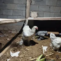 برهمامرغ امپراطور|حیوانات مزرعه|شوشتر, |دیوار