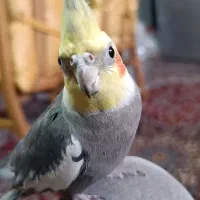 عروس هلندی گمشده