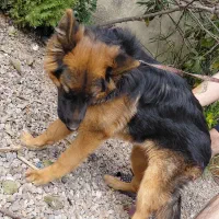 ژرمن شولاین اصیل|سگ|چالوس, |دیوار