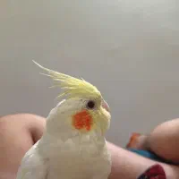 پرنده