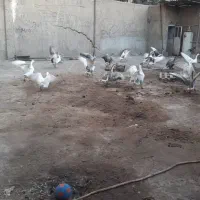 غار|حیوانات مزرعه|تهران, اتابک|دیوار