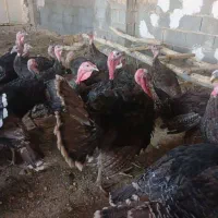 بوقلمون برنز انگلیسی به شرط