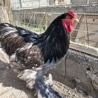 خروس برهما بلک