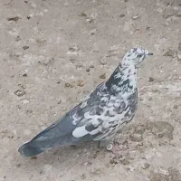 کبوتر شکار|پرنده|مبارکه, |دیوار