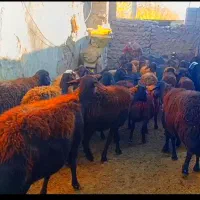 گوسفند ابستن|حیوانات مزرعه|تیکمه داش, |دیوار