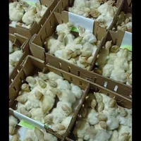 جوجه بوقلمو بیوتی|حیوانات مزرعه|تربت جام, جلگه موسی آباد|دیوار
