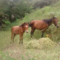 اسب با کوره