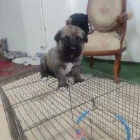 واگزاری توله عراقی