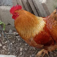 فروش دو عدد خروس محلی