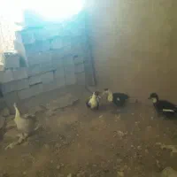 تعدادی خروس و اردک و غاز|حیوانات مزرعه|جوادآباد, |دیوار