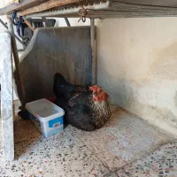 مرغ و خروس