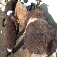 شیشک اول زا بره بزرگ خرج