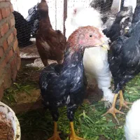 جوجه لاری|حیوانات مزرعه|تبریز, |دیوار