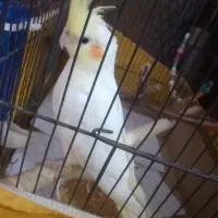 عروس هلندی