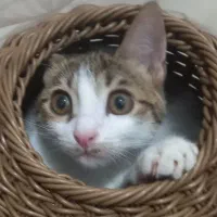 واگذاری گربه بصورت رایگان