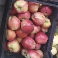 سیب پادرختی مناسب سرکه