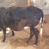 فروش چند راس گاو ابستن با گوساله