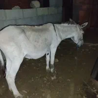 فروش خر،(الاغ) گله ایی