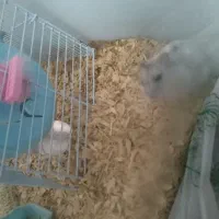 همستر سفید و مشکی|موش و خرگوش|تهران, خواجه نصیر طوسی|دیوار