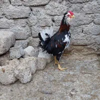 جوجه خروس گلین