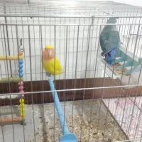 فروش عروس و برزیلی|پرنده|لالجین, |دیوار