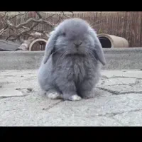 خرگوش لوپ|موش و خرگوش|رشت, رشتیان|دیوار