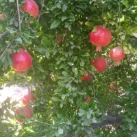 انار رباب دون قرمز