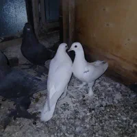 سلام یک عدد ماده دولاخ گرفته شده