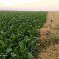 اجاره زمین کشاورزی بارانی ،همراه چاه عمیق برقی|اجارهٔ دفتر صنعتی، کشاورزی، تجاری|خزل, |دیوار