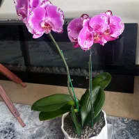 گل ارکیده صورتی زیبا و شاداب|گل و گیاه طبیعی|تهران, آسمان|دیوار
