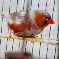 فنج کینگ|پرنده|بندرعباس, |دیوار