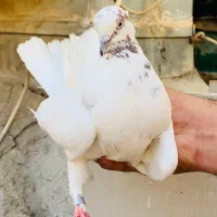 ماده کله دار