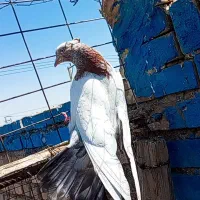 کفتر یا کبوترسینه کوهی