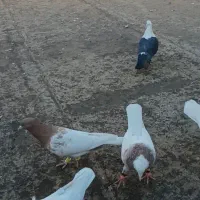 کبوتررنگه هوایی|پرنده|جلگه رخ, |دیوار