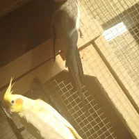 عروس هلندی|پرنده|اسکو, |دیوار