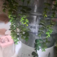 بخارپز نو نو