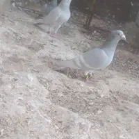 خط سفید کاکلی