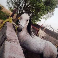 اسب|اسب و تجهیزات اسب‌سواری|خواف, |دیوار