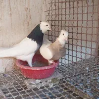 کبوترطوقی نر|پرنده|آزادشهر, |دیوار