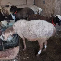 ۵ راس میش .۲راس قوچ .|حیوانات مزرعه|مبارکه, |دیوار