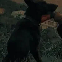 واگذار ۶ ماهشه سالم واکسن ها خورده|سگ|مرزیکلا, |دیوار