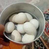 تخم مرغ بوقلمون