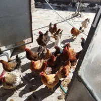 مرغ تخم گذار