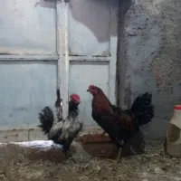 خروس گلین