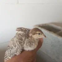 جوجه بلدرچین پرورشی
