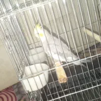 عروس هلندی رنگ قشنگ