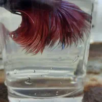 ماهی گوپی و فایتر یکجا|ماهی|تبریز, |دیوار