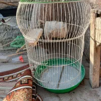 ۴عدد قفس سالم همراه وسایل|لوازم جانبی حیوانات|قم, شهرک مهدیه (مدرس)|دیوار