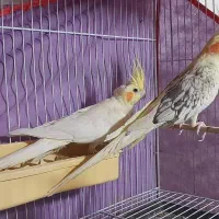 عروس هلندی مولد|پرنده|بهشهر, |دیوار