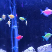 ماهی|ماهی|اصفهان, ملکشهر|دیوار